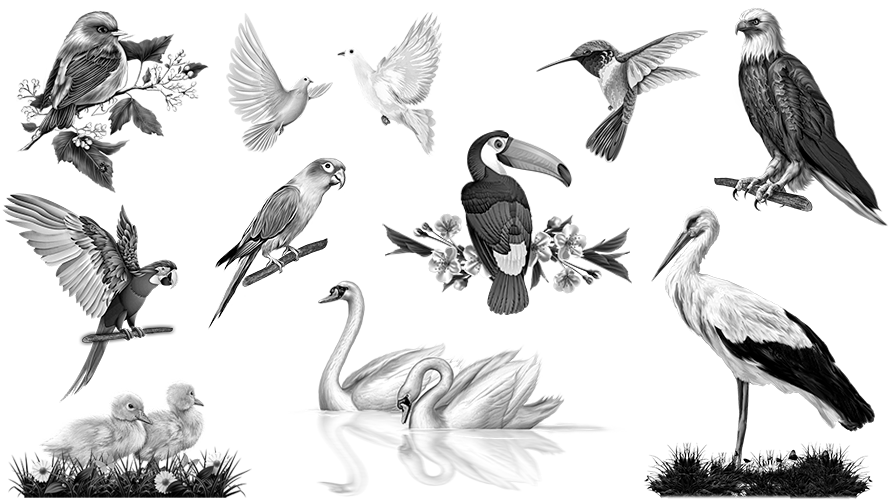 Birds preparation for engraving